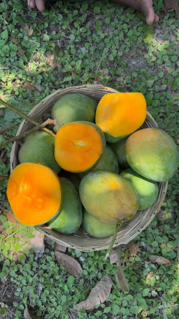 11 কেজি সাতক্ষীরার গোবিন্দভোগ ( কুরিয়ার পয়েন্ট ডেলিভারি )