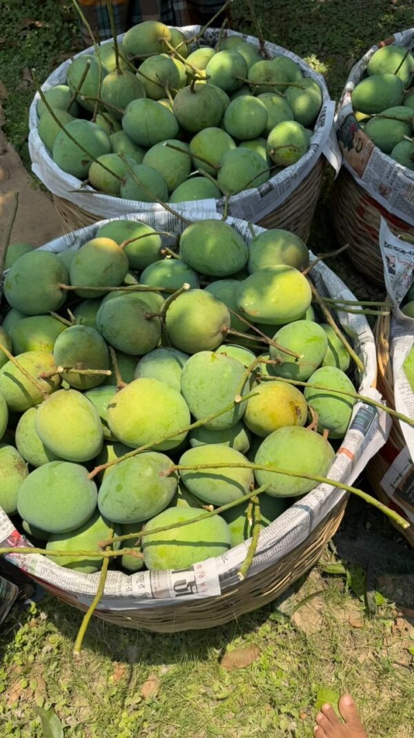 11 কেজি সাতক্ষীরার গোবিন্দভোগ ( কুরিয়ার পয়েন্ট ডেলিভারি ) - Image 2