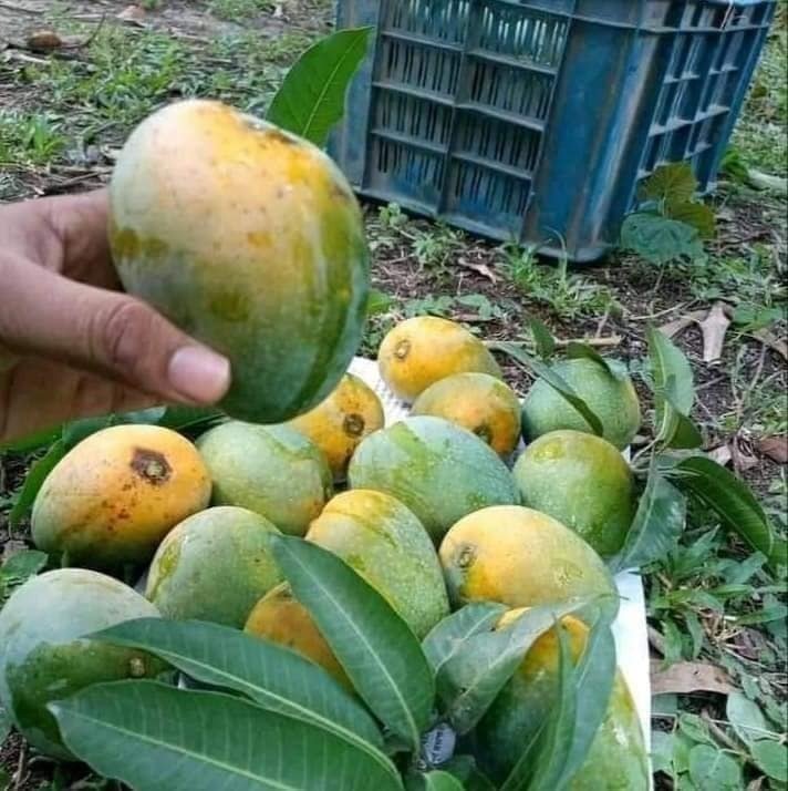 11KG ক্ষীরসাপাত আম (প্যাকেজিং ও হোমডেলিভারি সহ)