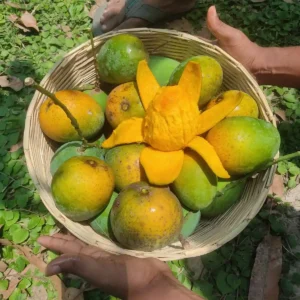 22 কেজি হিমসাগর আম (প্যাকেজিং এবং হোম ডেলিভারিসহ)