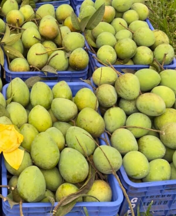 রংপুরের হাড়িভাঙ্গা আম  - ১১ কেজি - Image 4
