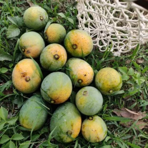 11KG ক্ষীরসাপাত আম (প্যাকেজিং ও হোমডেলিভারি সহ)